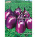 Hybrid F1 Purple Red Oval Shape Eggplant Seeds For Planting-Early Red Eggpalnt No.2 F1